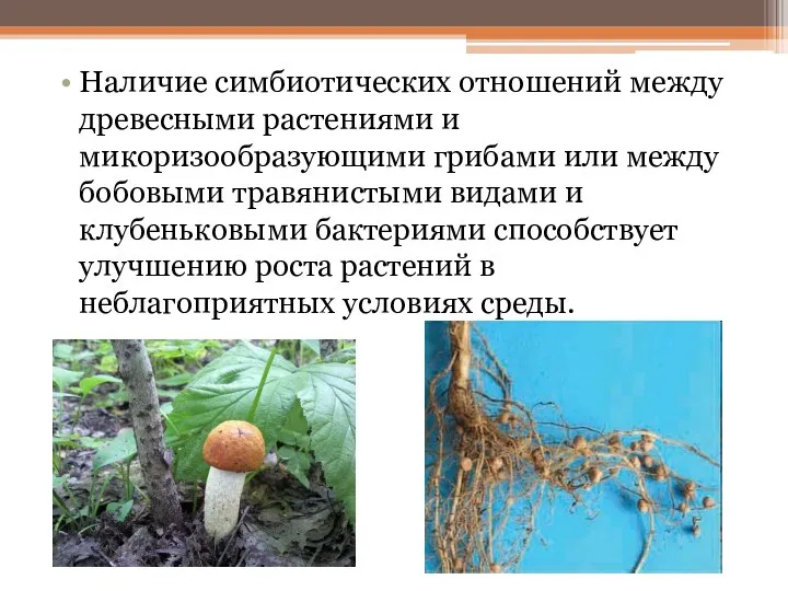 Наличие симбиотических отношений между древесными растениями и микоризообразующими грибами или
