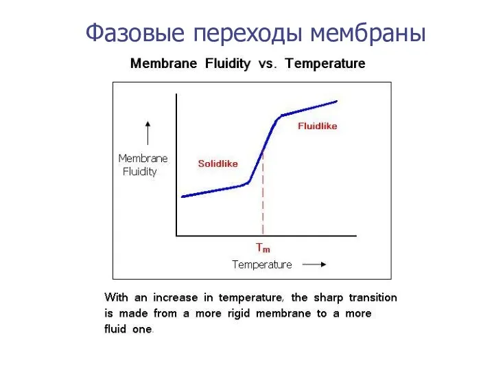 Фазовые переходы мембраны