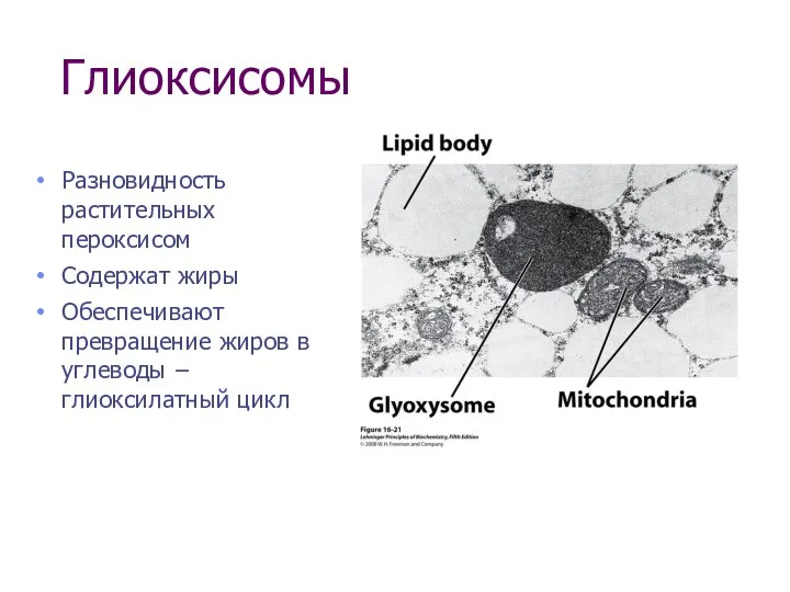 Глиоксисомы Разновидность растительных пероксисом Содержат жиры Обеспечивают превращение жиров в углеводы − глиоксилатный цикл