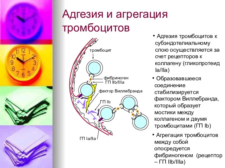 Адгезия и агрегация тромбоцитов Адгезия тромбоцитов к субэндотелиальному слою осуществляется за счет рецепторов