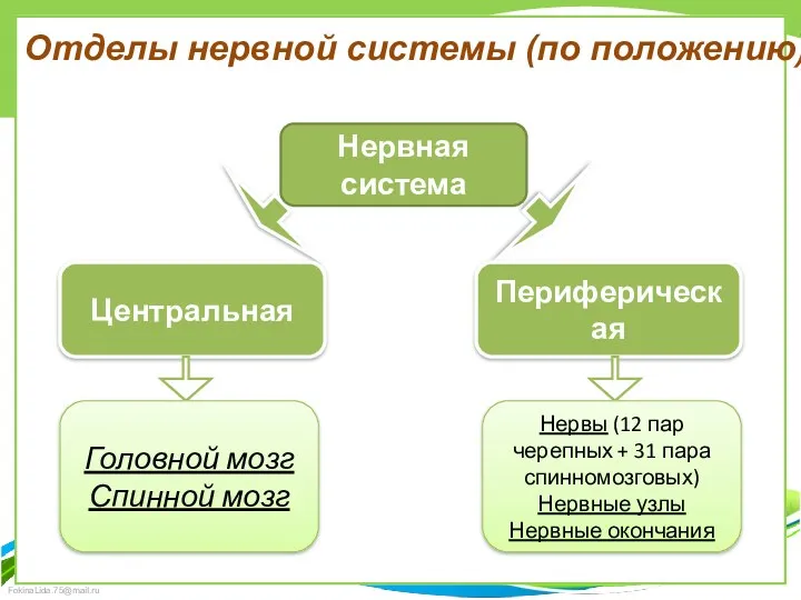 Отделы нервной системы (по положению) Нервная система Центральная Периферическая Головной