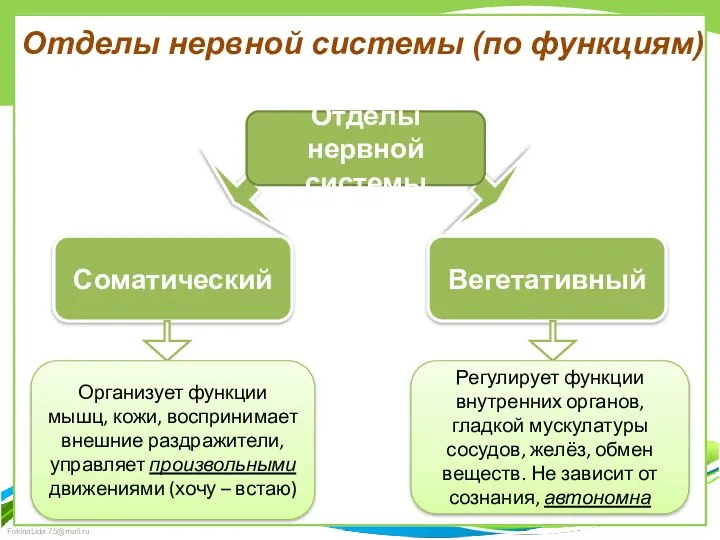 Отделы нервной системы (по функциям) Отделы нервной системы Соматический Вегетативный