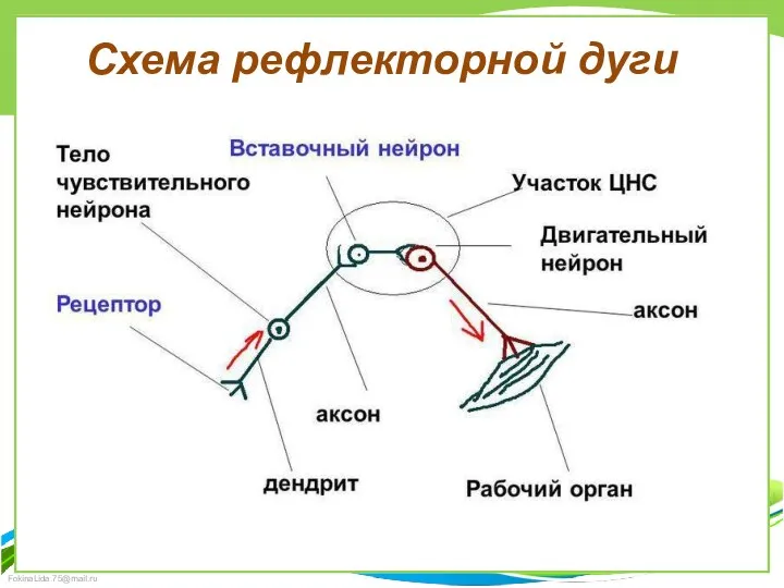 Схема рефлекторной дуги