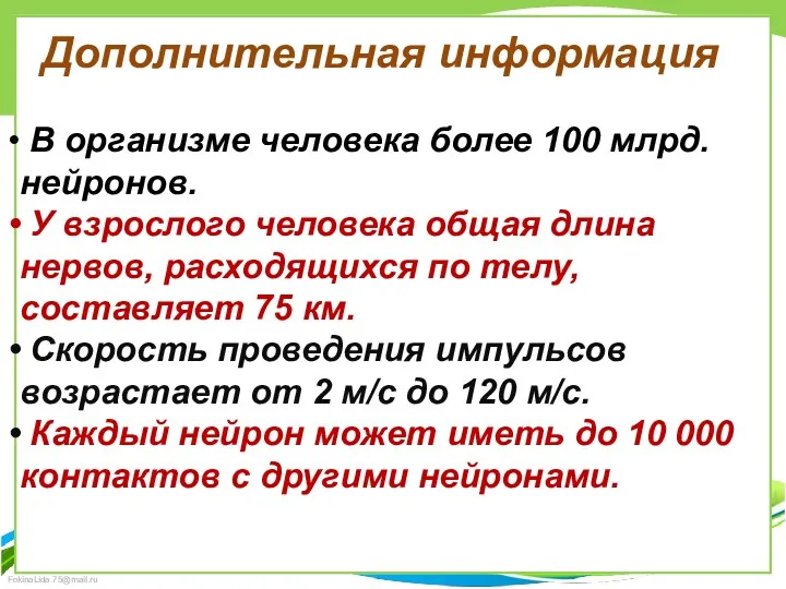 В организме человека более 100 млрд. нейронов. У взрослого человека