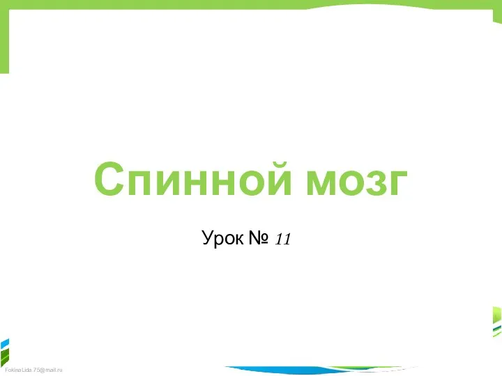 Спинной мозг Урок № 11