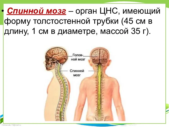 Спинной мозг – орган ЦНС, имеющий форму толстостенной трубки (45