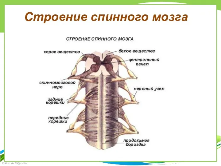 Строение спинного мозга