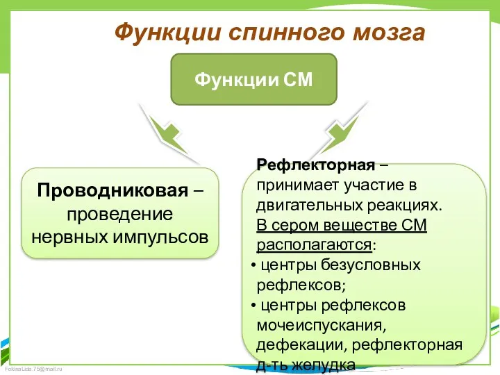 Функции спинного мозга Функции СМ Проводниковая – проведение нервных импульсов