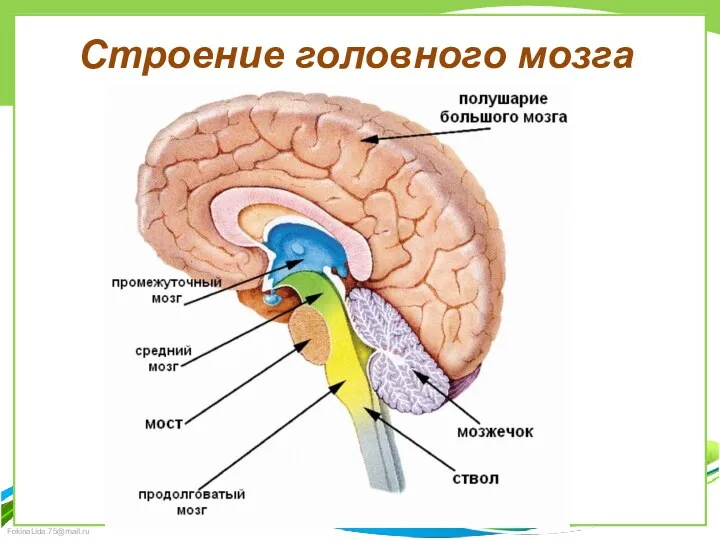 Строение головного мозга