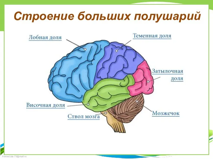 Строение больших полушарий