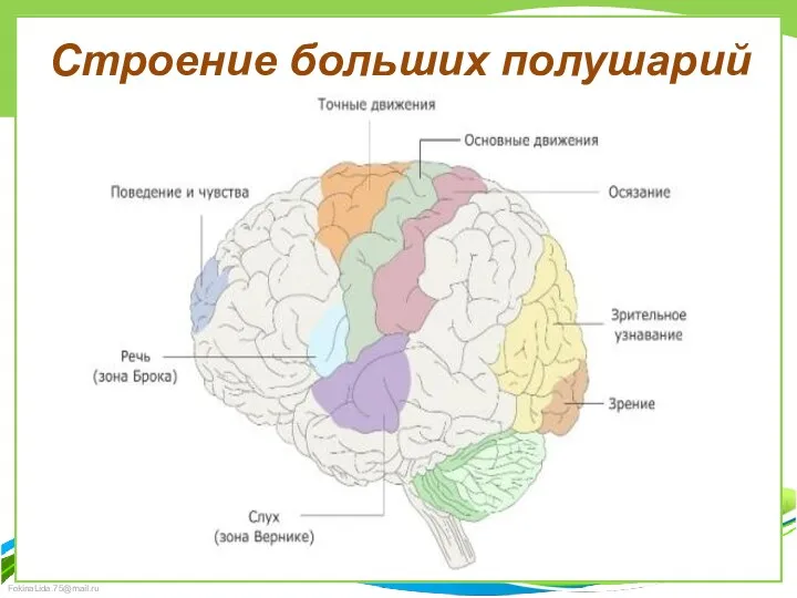 Строение больших полушарий