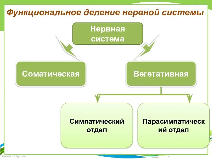 Функциональное деление нервной системы Нервная система Соматическая Вегетативная Парасимпатический отдел Симпатический отдел