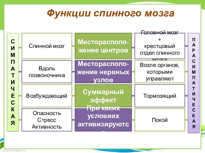 Функции спинного мозга Месторасполо-жение центров Месторасполо-жение нервных узлов Суммарный эффект