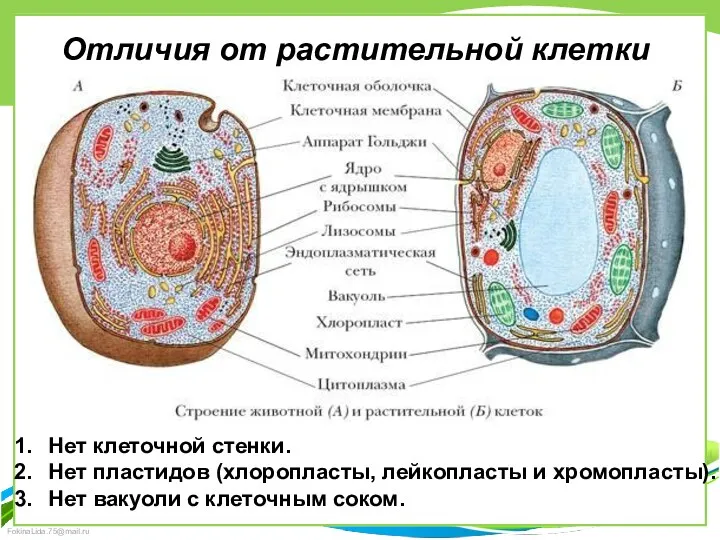 Отличия от растительной клетки Нет клеточной стенки. Нет пластидов (хлоропласты,