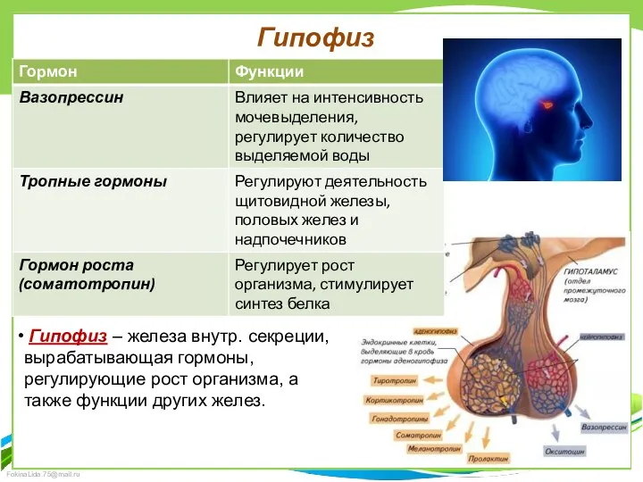 Гипофиз Гипофиз – железа внутр. секреции, вырабатывающая гормоны, регулирующие рост организма, а также функции других желез.