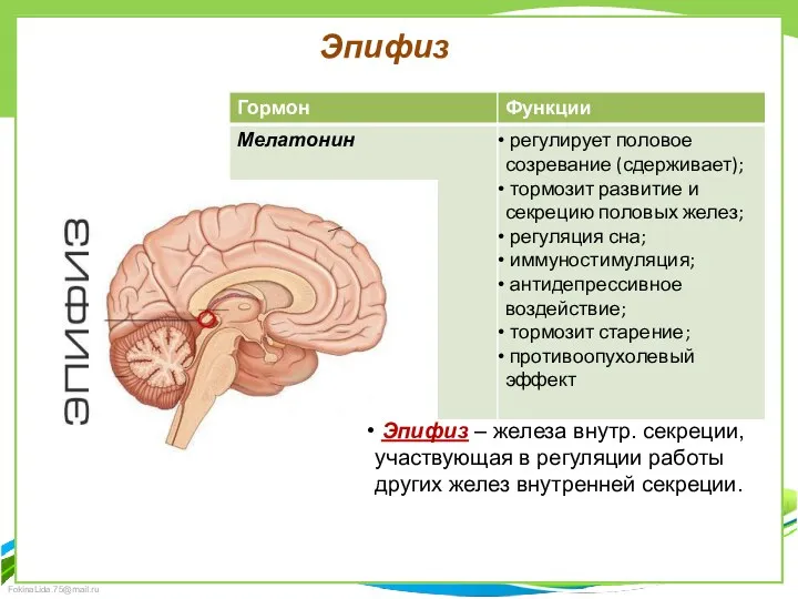 Эпифиз Эпифиз – железа внутр. секреции, участвующая в регуляции работы других желез внутренней секреции.