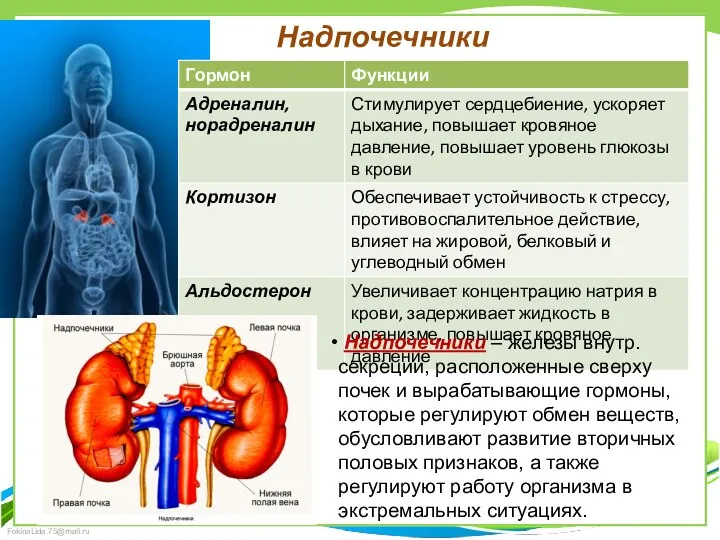 Надпочечники Надпочечники – железы внутр. секреции, расположенные сверху почек и