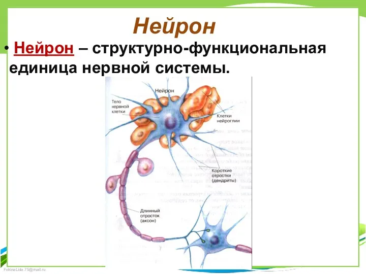 Нейрон – структурно-функциональная единица нервной системы. Нейрон