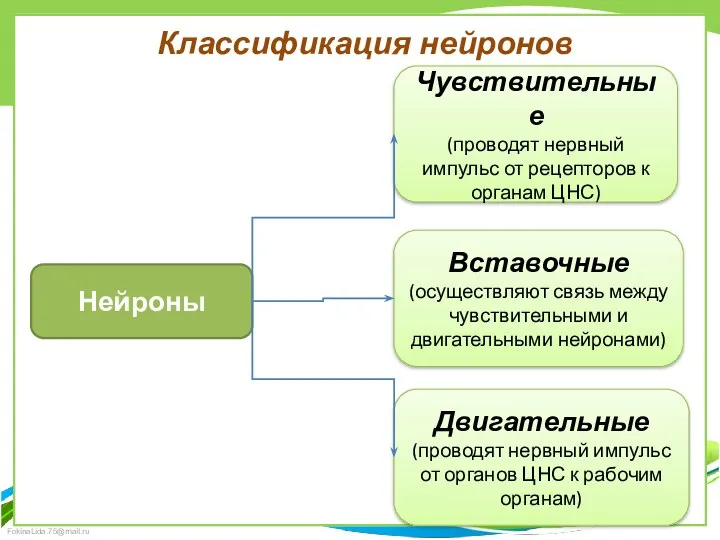 Классификация нейронов Нейроны Чувствительные (проводят нервный импульс от рецепторов к