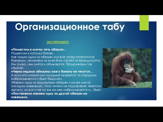 Организационное табу ЭКСПЕРИМЕНТ: ●Поместим в клетку пять обезьян... Подвесим к потолку банан. Как