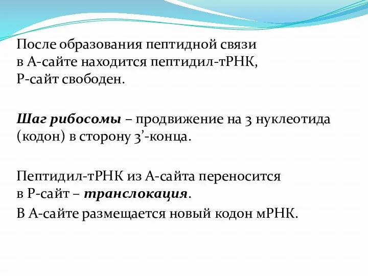 После образования пептидной связи в А-сайте находится пептидил-тРНК, Р-сайт свободен.