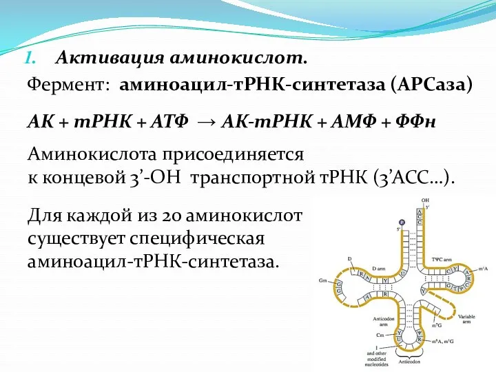 Активация аминокислот. Фермент: аминоацил-тРНК-синтетаза (АРСаза) АК + тРНК + АТФ