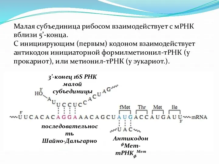 Малая субъединица рибосом взаимодействует с мРНК вблизи 5’-конца. С инициирующим