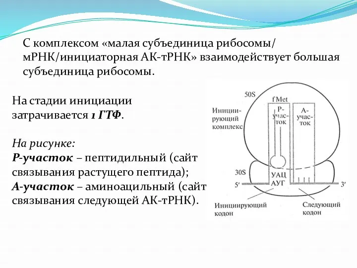 С комплексом «малая субъединица рибосомы/ мРНК/инициаторная АК-тРНК» взаимодействует большая субъединица