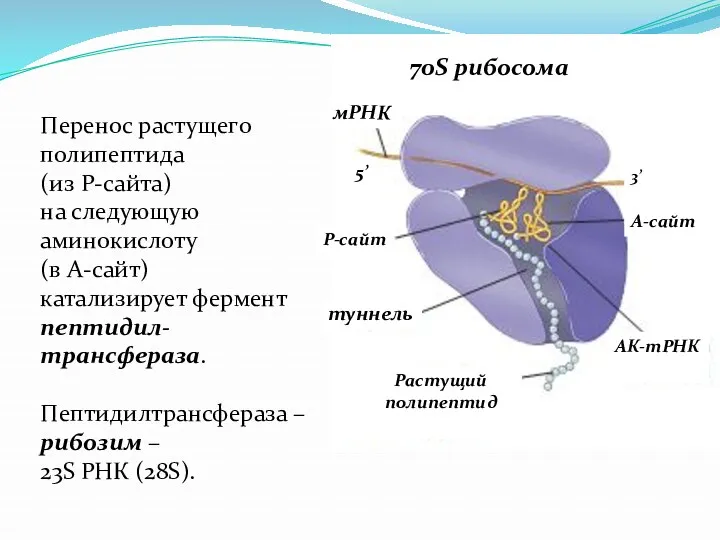 Перенос растущего полипептида (из Р-сайта) на следующую аминокислоту (в А-сайт)