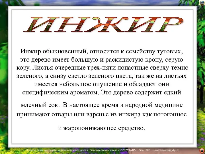 Инжир обыкновенный, относится к семейству тутовых, это дерево имеет большую и раскидистую крону,