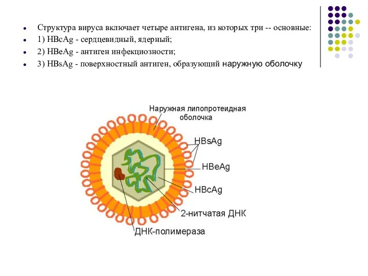 Структура вируса включает четыре антигена, из которых три -- основные: 1) HBcAg -