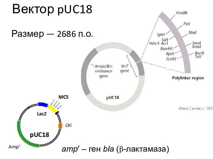 Вектор pUC18 Размер — 2686 п.о. ampr – ген bla (β-лактамаза)