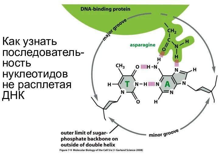 Как узнать последователь-ность нуклеотидов не расплетая ДНК