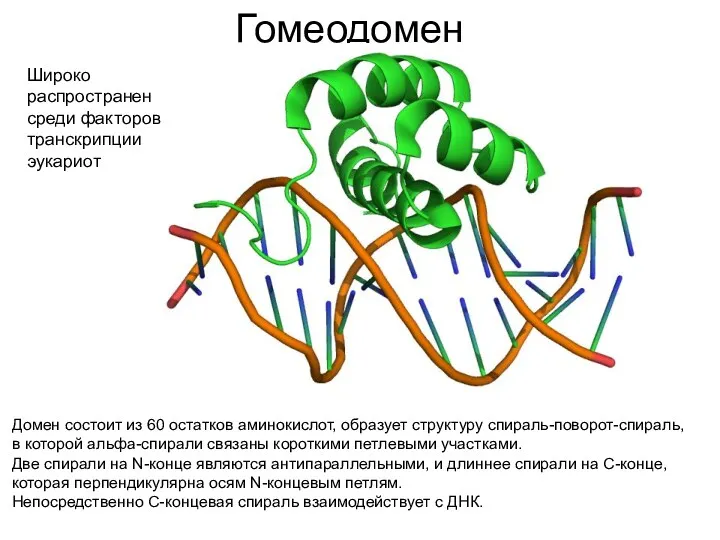 Гомеодомен Домен состоит из 60 остатков аминокислот, образует структуру спираль-поворот-спираль, в которой альфа-спирали