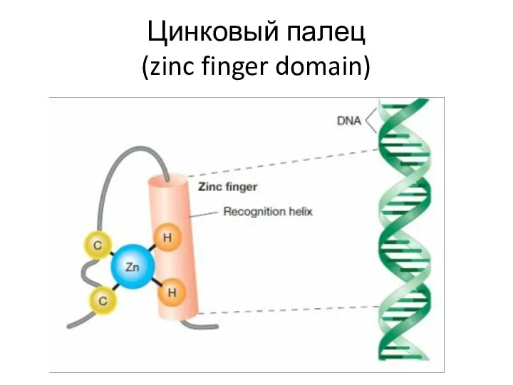 Цинковый палец (zinc finger domain)