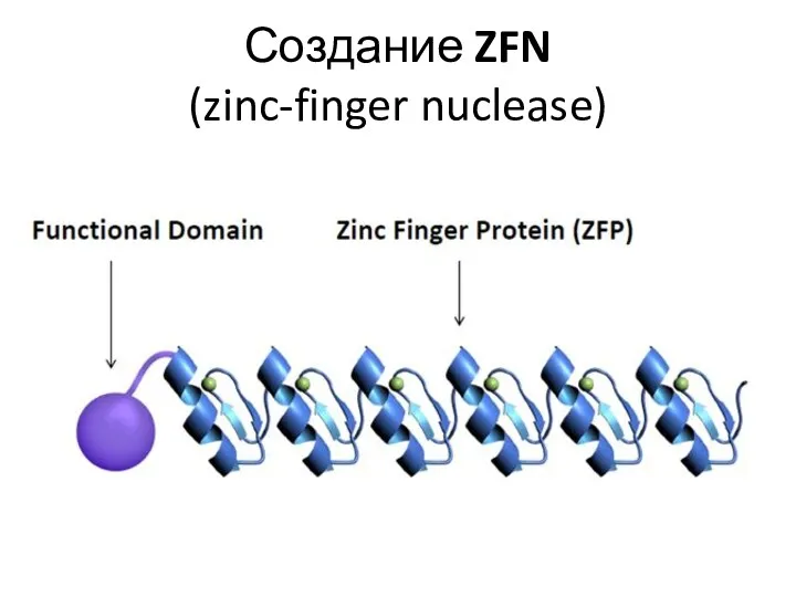 Создание ZFN (zinc-finger nuclease)