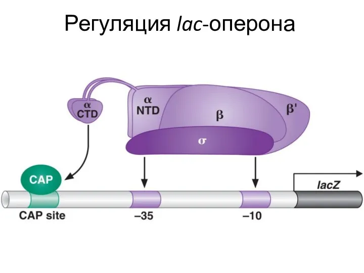 Регуляция lac-оперона