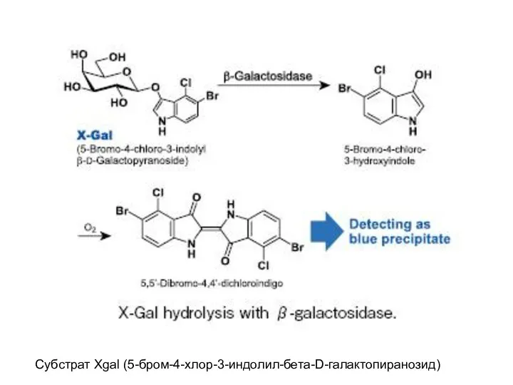 Субстрат Xgal (5-бром-4-хлор-3-индолил-бета-D-галактопиранозид)