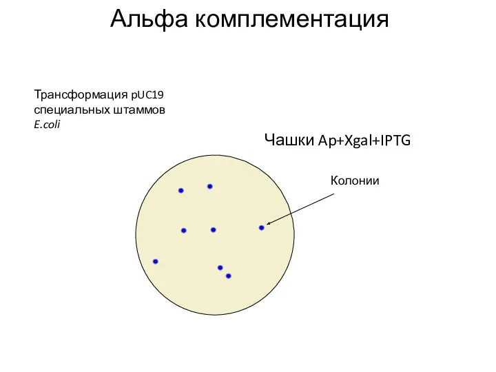 Трансформация pUC19 специальных штаммов E.coli Колонии Альфа комплементация Чашки Ap+Xgal+IPTG