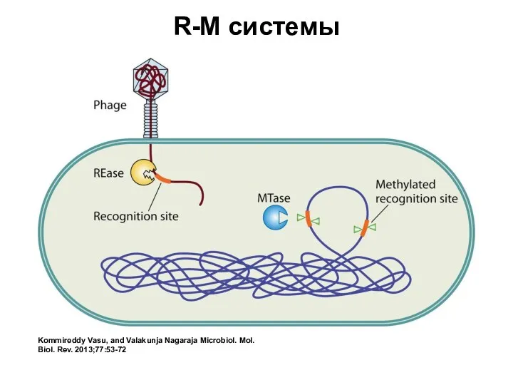 R-M системы Kommireddy Vasu, and Valakunja Nagaraja Microbiol. Mol. Biol. Rev. 2013;77:53-72