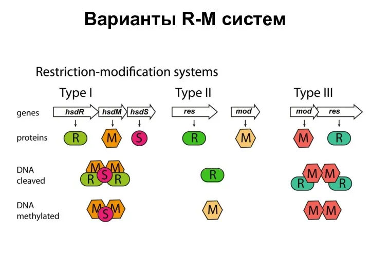 Варианты R-M систем