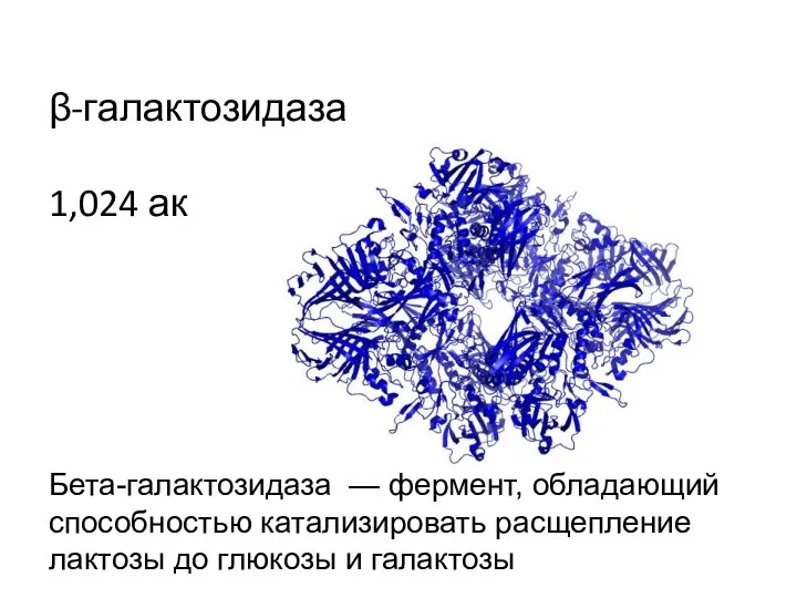 β-галактозидаза 1,024 ак Бета-галактозидаза — фермент, обладающий способностью катализировать расщепление лактозы до глюкозы и галактозы