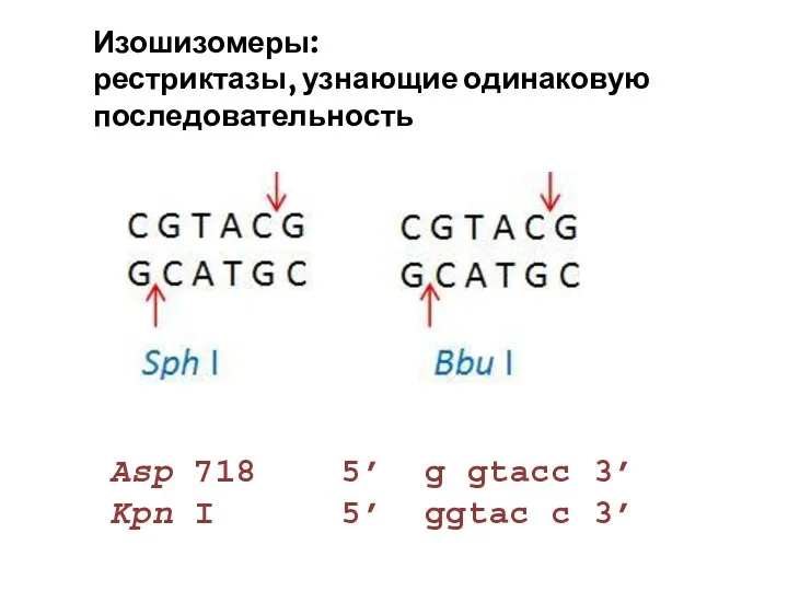 Изошизомеры: рестриктазы, узнающие одинаковую последовательность Asp 718 5’ g gtacc 3’ Kpn I