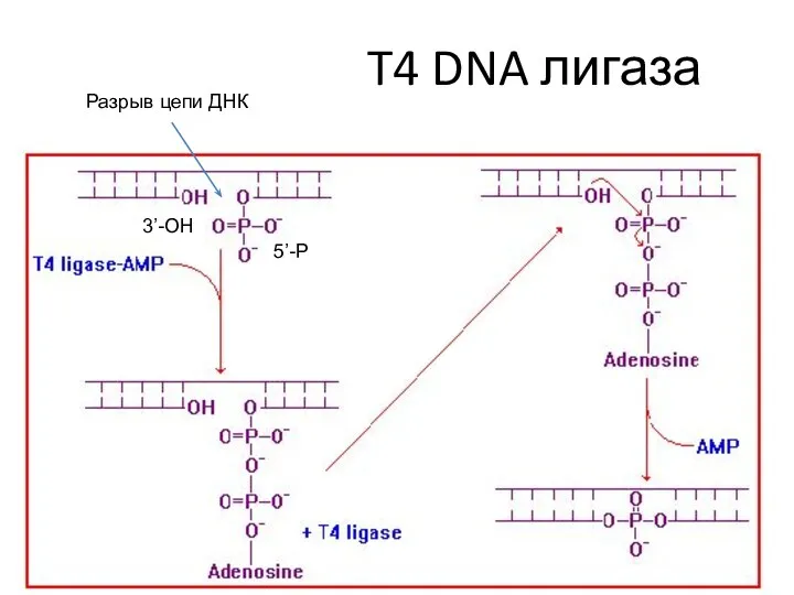 T4 DNA лигаза 3’-OH 5’-P Разрыв цепи ДНК