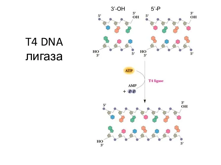 T4 DNA лигаза 3’-OH 5’-P