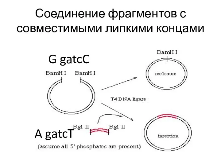 Соединение фрагментов с совместимыми липкими концами G gatcC A gatcT