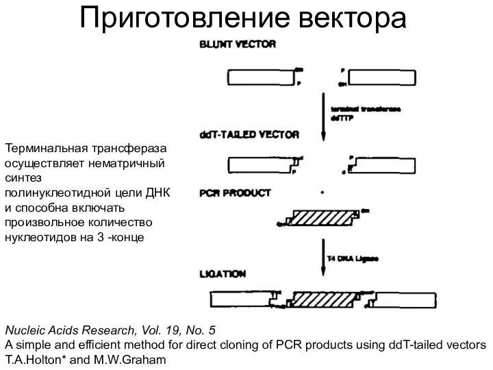 Приготовление вектора Nucleic Acids Research, Vol. 19, No. 5 A simple and efficient