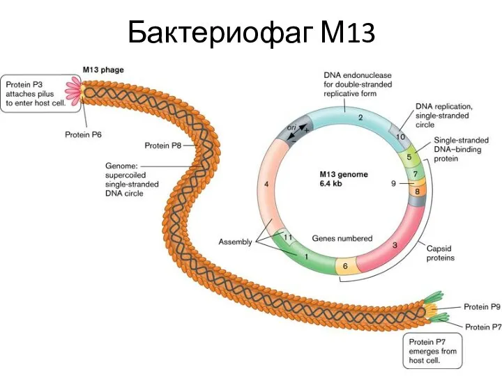 Бактериофаг М13