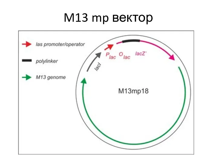 M13 mp вектор