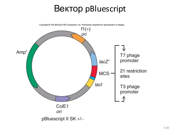 4- Вектор pBluescript